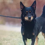 Znaleziono psa, Lublin, 20 listopada 2021