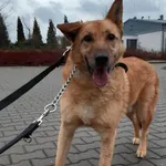 Znaleziono psa, Lublin, 19 stycznia 2019