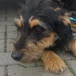 Znaleziono psa, Lublin, 14 września 2022