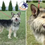 Znaleziono psa, Lublin, 10 czerwca 2016