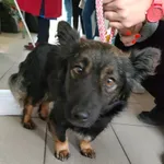 Znaleziono psa, Lublin, 1 listopada 2022