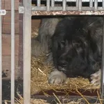 Pies do adopcji, Kraków, 30 stycznia 2022