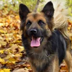 Pies do adopcji, Bydgoszcz, 3 listopada 2022