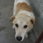 Pies do adopcji, Kraków, 22 maja 2022