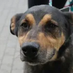 Pies do adopcji, Kraków, 7 maja 2022