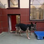 Znaleziono psa, Bydgoszcz, 21 listopada 2021