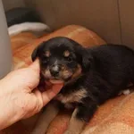 Pies do adopcji, Kraków, 29 października 2022