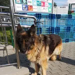 Znaleziono psa, Bydgoszcz, 2 listopada 2022