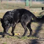 Pies do adopcji, Bydgoszcz, 15 lutego 2022