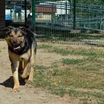 Pies do adopcji, Bydgoszcz, 14 sierpnia 2022