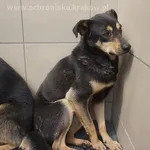 Pies do adopcji, Kraków, 5 czerwca 2022