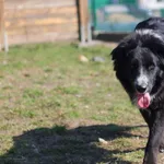 Pies do adopcji, Bydgoszcz, 31 marca 2022
