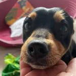 Pies do adopcji, Przyborówko, 25 listopada 2021
