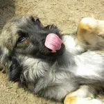 Pies do adopcji, Przyborówko, 4 sierpnia 2015