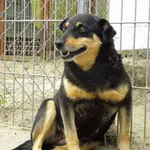 Pies do adopcji, Przyborówko, 6 czerwca 2014