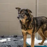 Pies do adopcji, Sopot, 8 maja 2022
