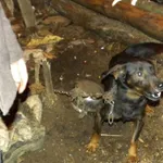 Pies do adopcji, Przyborówko, 20 marca 2014