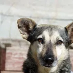 Pies do adopcji, Nowy Dwór Mazowiecki, 30 maja 2021