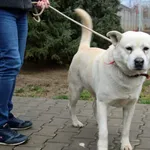 Pies do adopcji, Nowy Dwór Mazowiecki, 18 grudnia 2021