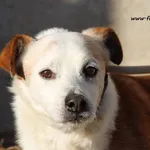 Pies do adopcji, Nowy Dwór Mazowiecki, 25 lutego 2018