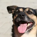 Pies do adopcji, Nowy Dwór Mazowiecki, 17 sierpnia 2018