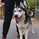 Pies do adopcji, Przyborówko, 22 września 2022