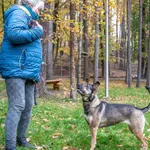 Pies do adopcji, Sopot, 4 listopada 2022