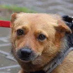 Pies do adopcji, Nowy Dwór Mazowiecki, 6 sierpnia 2021
