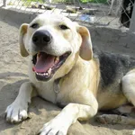 Pies do adopcji, Przyborówko, 29 lipca 2012