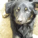 Pies do adopcji, Przyborówko, 24 maja 2014
