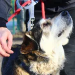 Pies do adopcji, Przyborówko, 6 lutego 2022