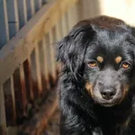 Pies do adopcji, Nowy Dwór Mazowiecki, 7 kwietnia 2020