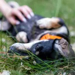 Pies do adopcji, Przyborówko, 5 sierpnia 2022