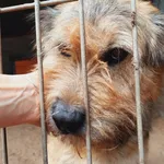 Pies do adopcji, Przyborówko, 23 września 2022