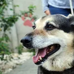 Pies do adopcji, Nowy Dwór Mazowiecki, 26 lipca 2014