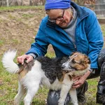 Pies do adopcji, Sopot, 6 lutego 2022