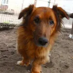 Pies do adopcji, Przyborówko, 7 grudnia 2021