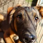 Pies do adopcji, Przyborówko, 7 kwietnia 2022