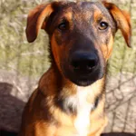 Pies do adopcji, Przyborówko, 31 marca 2022