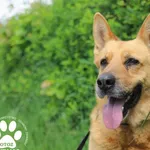 Pies do adopcji, Starogard Gdański, 8 czerwca 2022