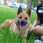 Pies do adopcji, Starogard Gdański, 14 czerwca 2022