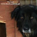 Pies do adopcji, Nowy Dwór Mazowiecki, 31 lipca 2020