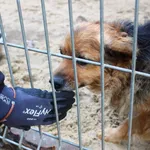 Pies do adopcji, Przyborówko, 16 grudnia 2021