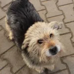 Pies do adopcji, Przyborówko, 10 stycznia 2018