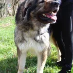 Pies do adopcji, Przyborówko, 12 kwietnia 2022