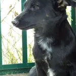 Pies do adopcji, Przyborówko, 20 października 2015
