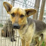 Pies do adopcji, Przyborówko, 25 czerwca 2015