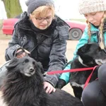 Pies do adopcji, Przyborówko, 20 grudnia 2017