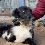 Pies do adopcji, Przyborówko, 30 marca 2022