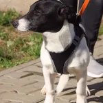 Pies do adopcji, Nowy Dwór Mazowiecki, 10 czerwca 2022